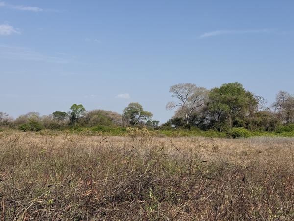 Een typisch Pantanal landschap